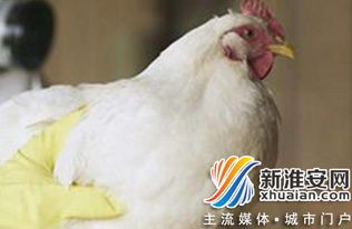 武漢確診10例H7N9病例，500米內活禽全面宰殺并實施無害化處理