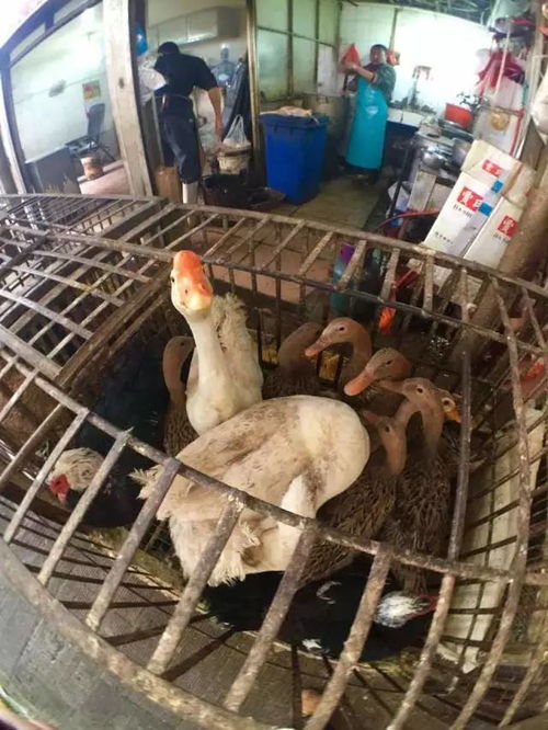 昆明市人民政府關于暫停在主城區二環路以內進行活禽交易 宰殺的通告