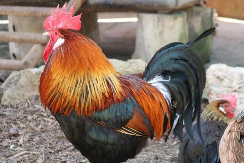 國內多地出現H5N8型禽流感疫情，山東、北京、江蘇報告感染與死亡病例