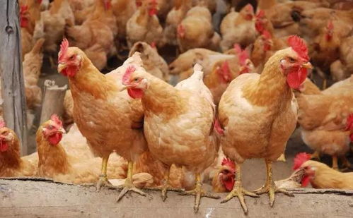 思明區暫停活禽交易，加強H7N9禽流感防控