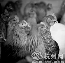 活禽交易禁令下的杭州 公共衛生與民生傳統的兩難