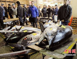 天價金槍魚 日本魚市3249萬日元成交背后的生鮮水產品市場密碼