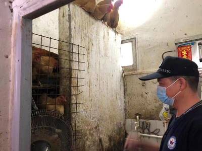 衛生間暗藏活禽宰殺點 西鄉網格員火眼金睛除隱患